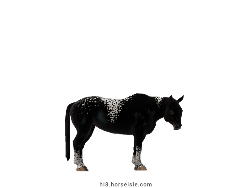 Cow-pony Omby Sooty Ebony Black Pintaloosa Coat
